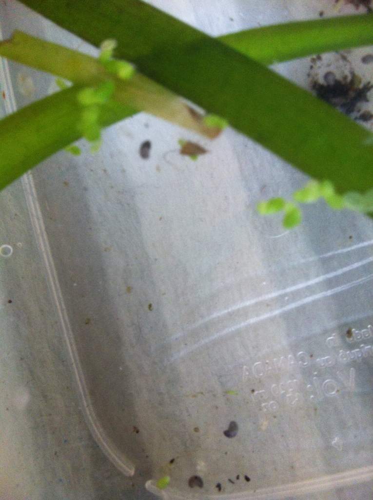 A picture of a couple of eggs that were sent to me with my two axies :) I hope they hatch!