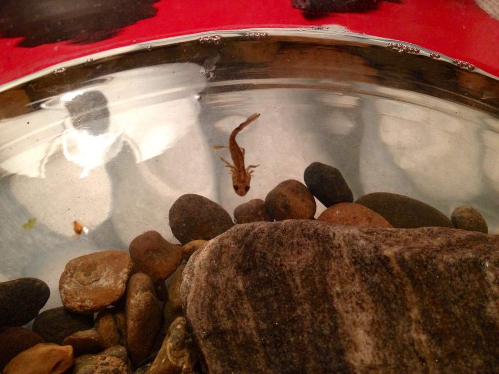 A picture of Draiman back when he was a larva, so cute! *w*