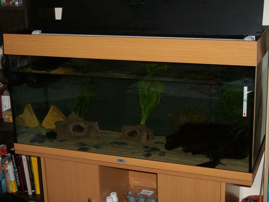 A picture of our tank set up (Itzi is hidden near the bogwood in the foreground)