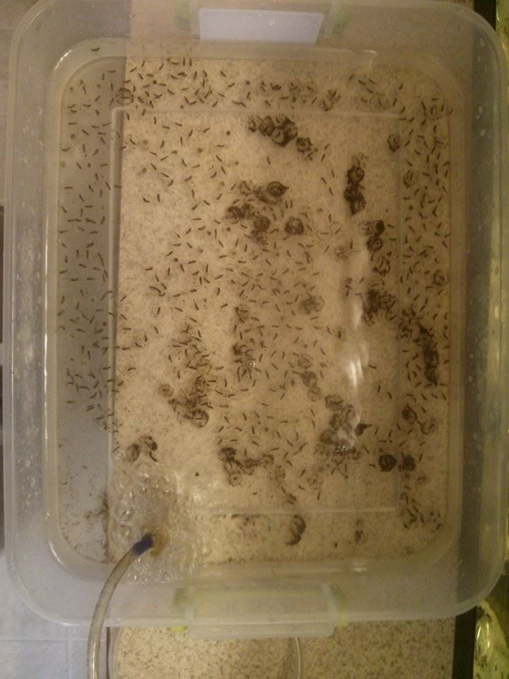 A picture of the eggs separated from the plants for Willowcat.