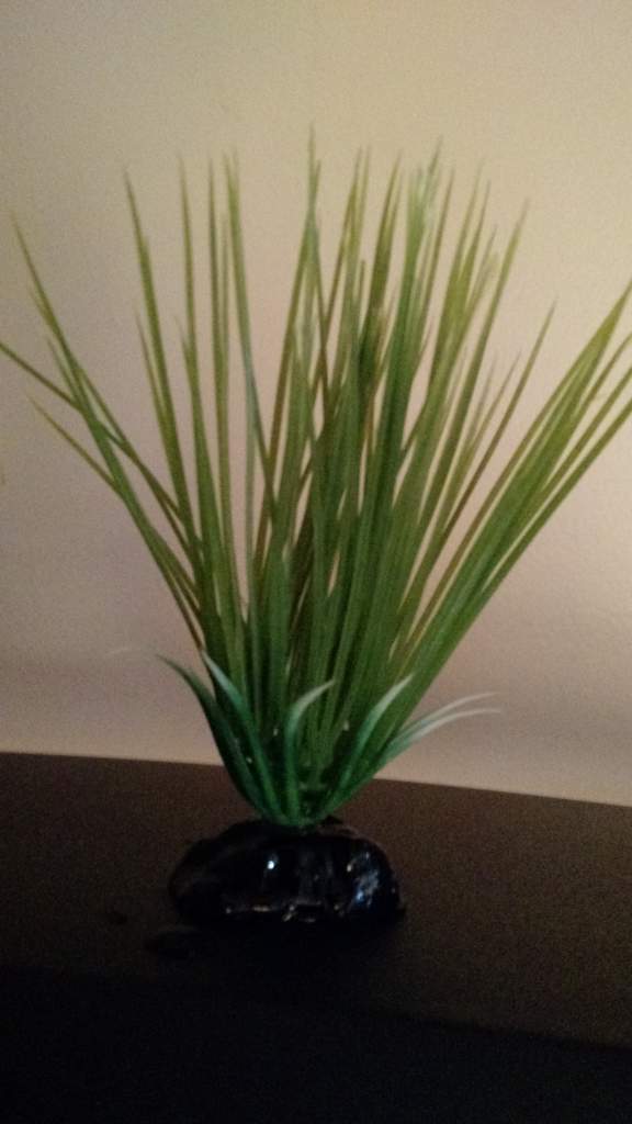 A realistic looking plant Newts and Salamanders Portal