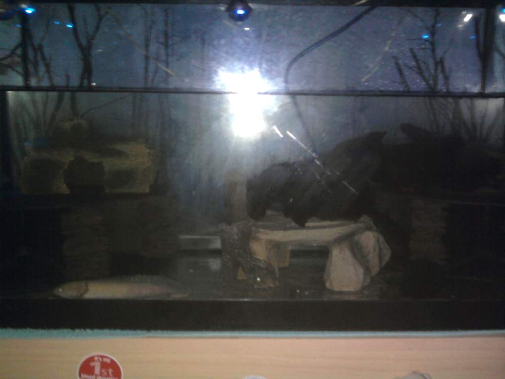 A recent shot of the tank with Galaxy in the foreground.