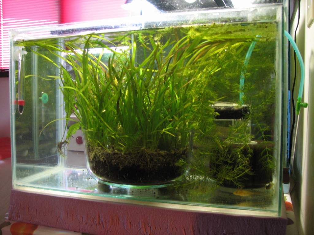 a round planter in a larva tank