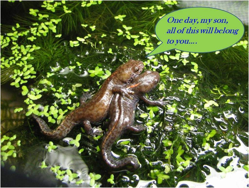 a tender moment among newts....