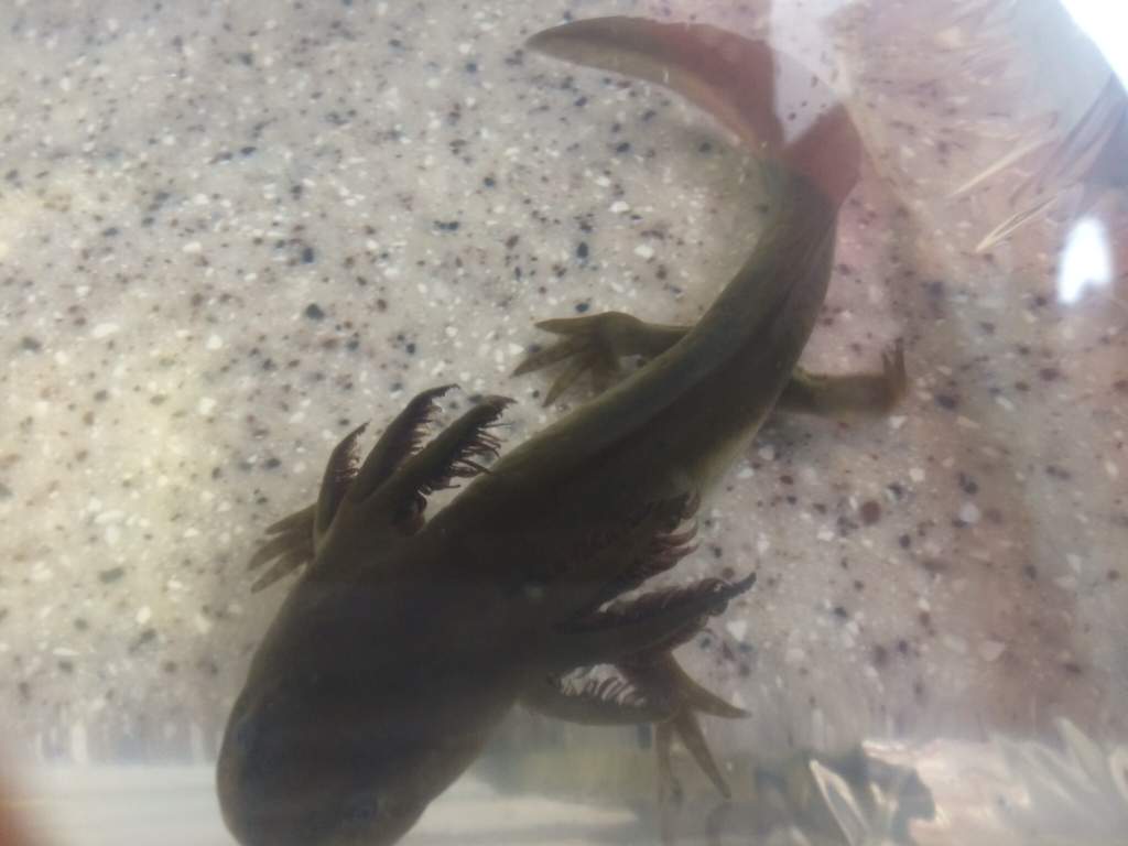 A tiger larvae I saved from a bate store.