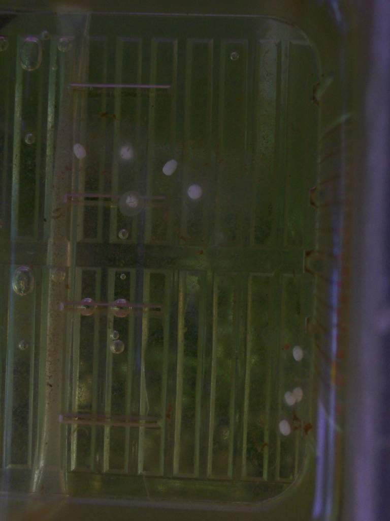 A trial.  Wanted to see if the eggs were fertile and would develop if I put them in warmer water.  Seems to work.  Hehe... they look like tictacs =-)