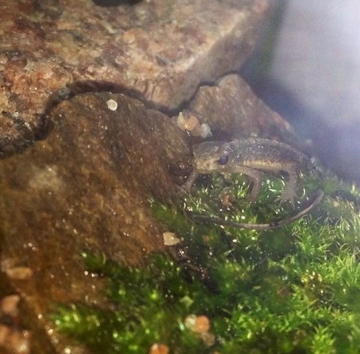 A Young Jackie at a very close picture, he looks like a small dinosaur! x3