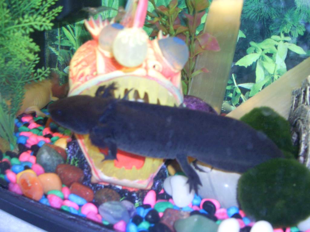 aaargh! the big fish has got me!