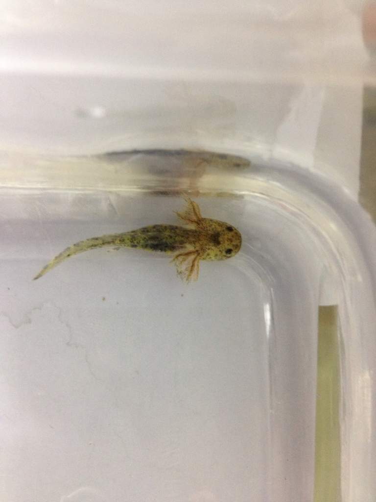 about 2 inches