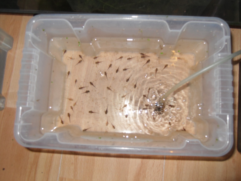 about 50 larvae in this tub, they are due an upgrade