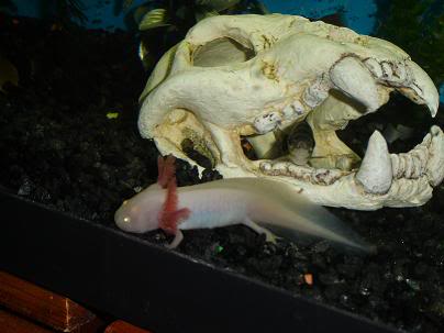 About 7 years ago I came across this creature at a local pet store. I had no Idea what it was, nor did the people working at the shop. Apparently a lo