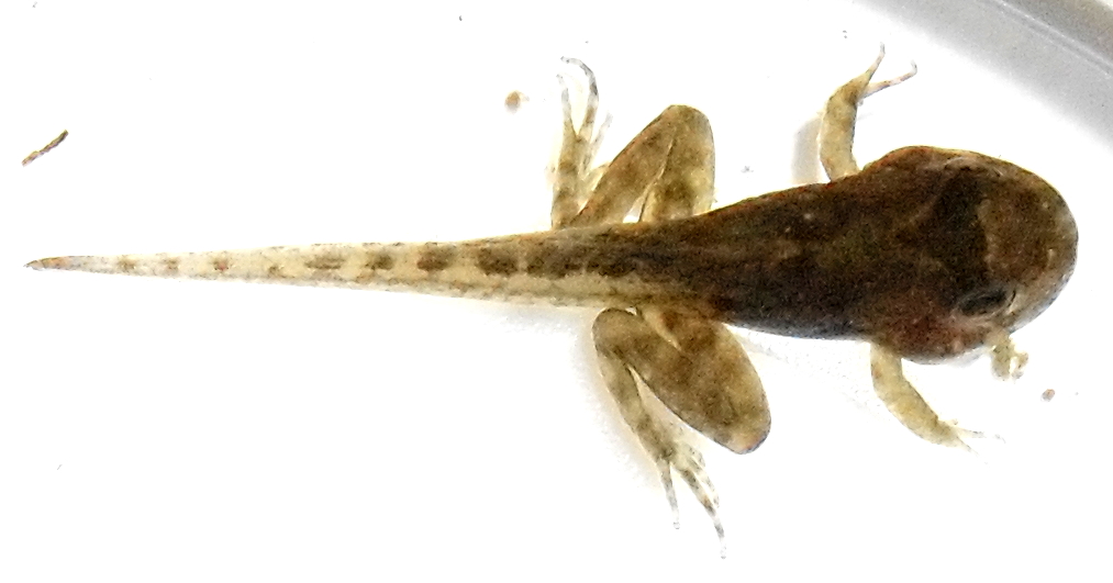 Acris crepitans morph
