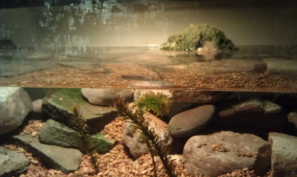 Added some Elodea/Anacharis and 4 rosy red minnows for cycling/future food/entertainment