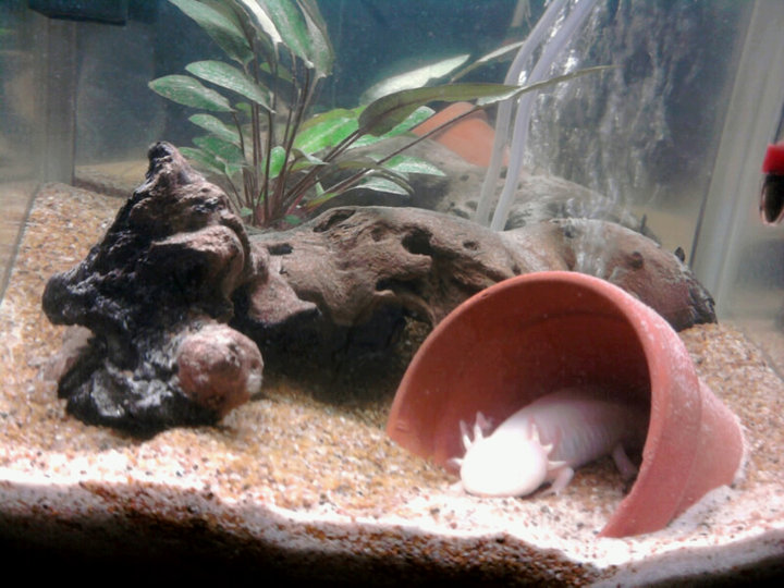 Adeline in her flower pot. It's bright because I turned the light on, just to take the photo.