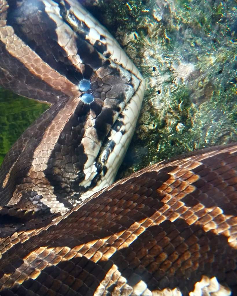 Adult Anoconda