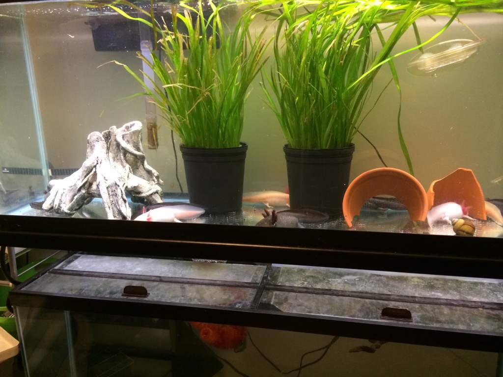 Adult axies