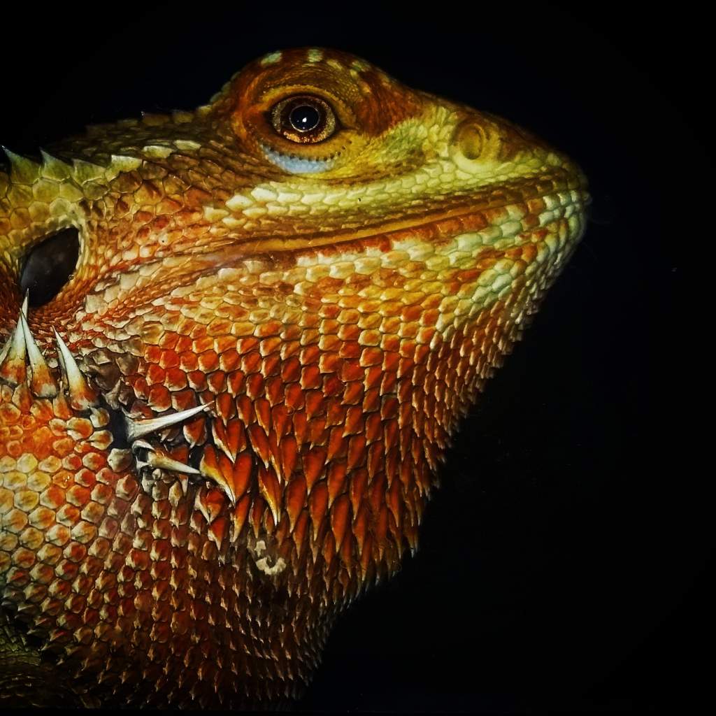 Adult bearded dragon