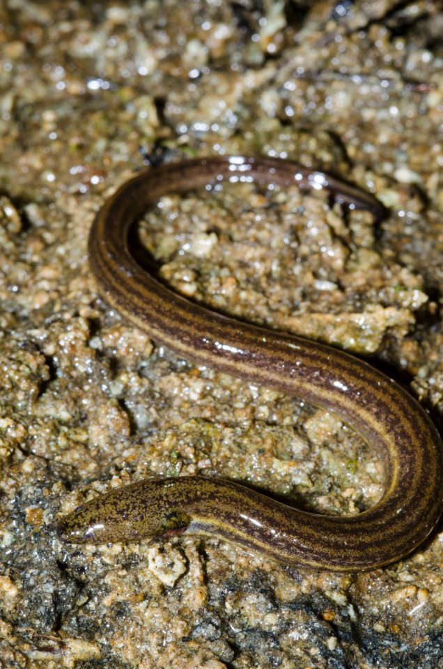 Adult Everglades dwarf siren.