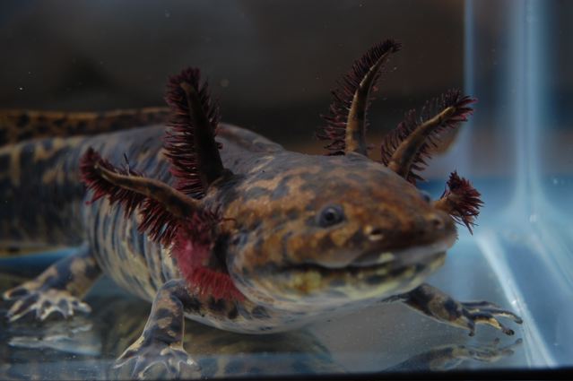 Adult female Ambystoma andersoni.