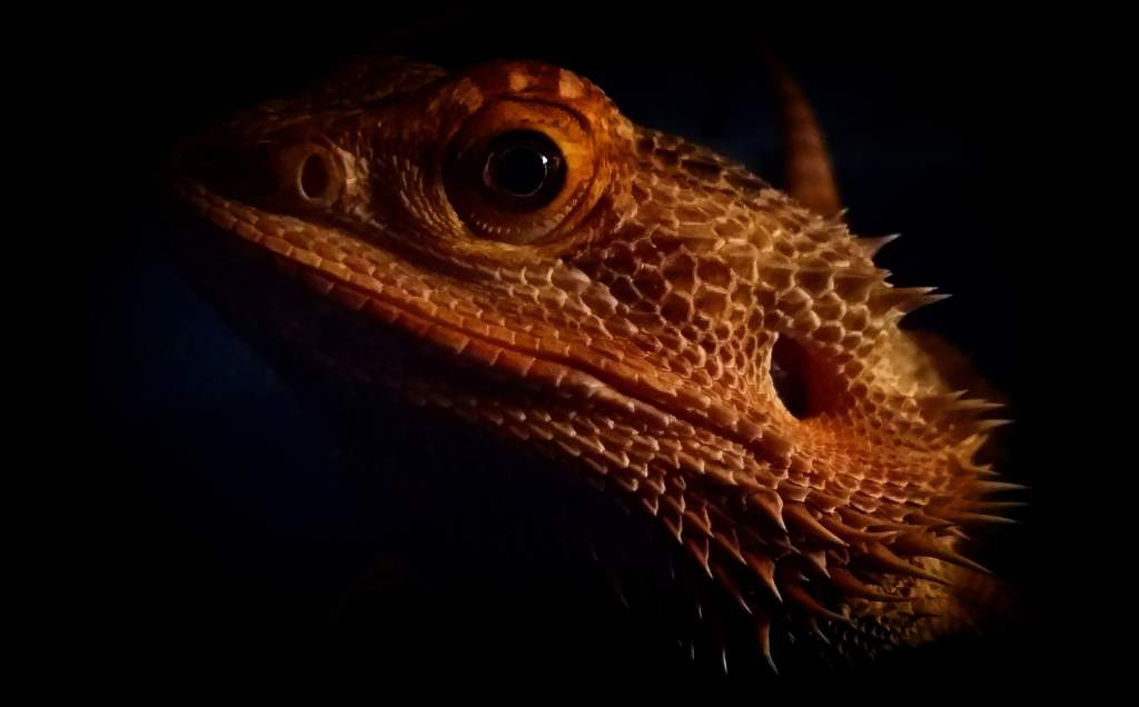 Adult female bearded dragon