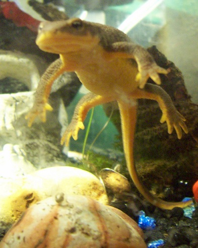 Adult female floating over some of her eggs (this was before I even noticed them!)