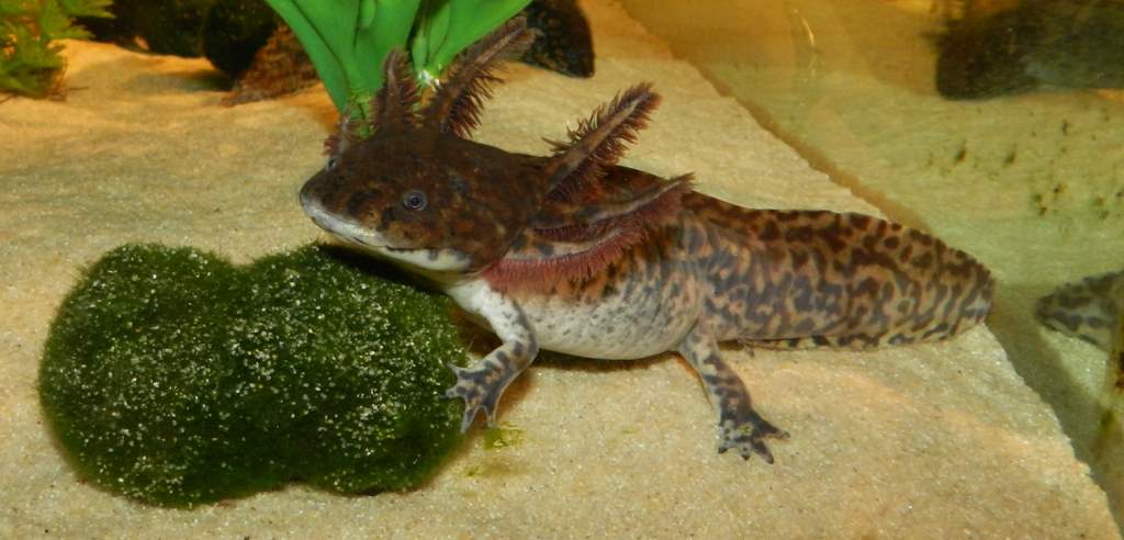 Adult female