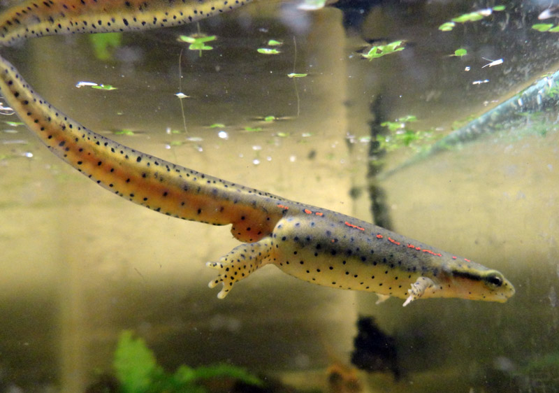 adult male