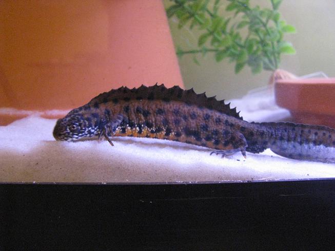 Adult male