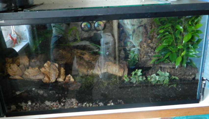 Adults setup