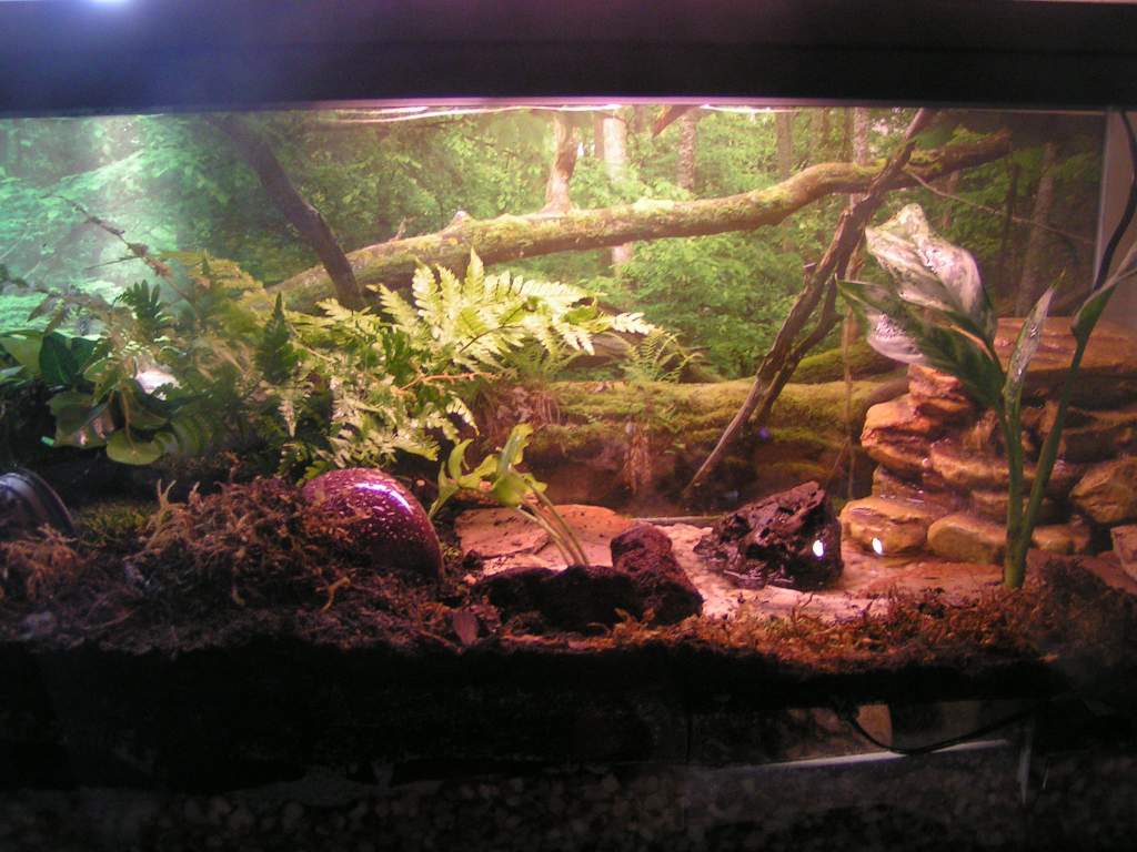 Aedan's enclosure