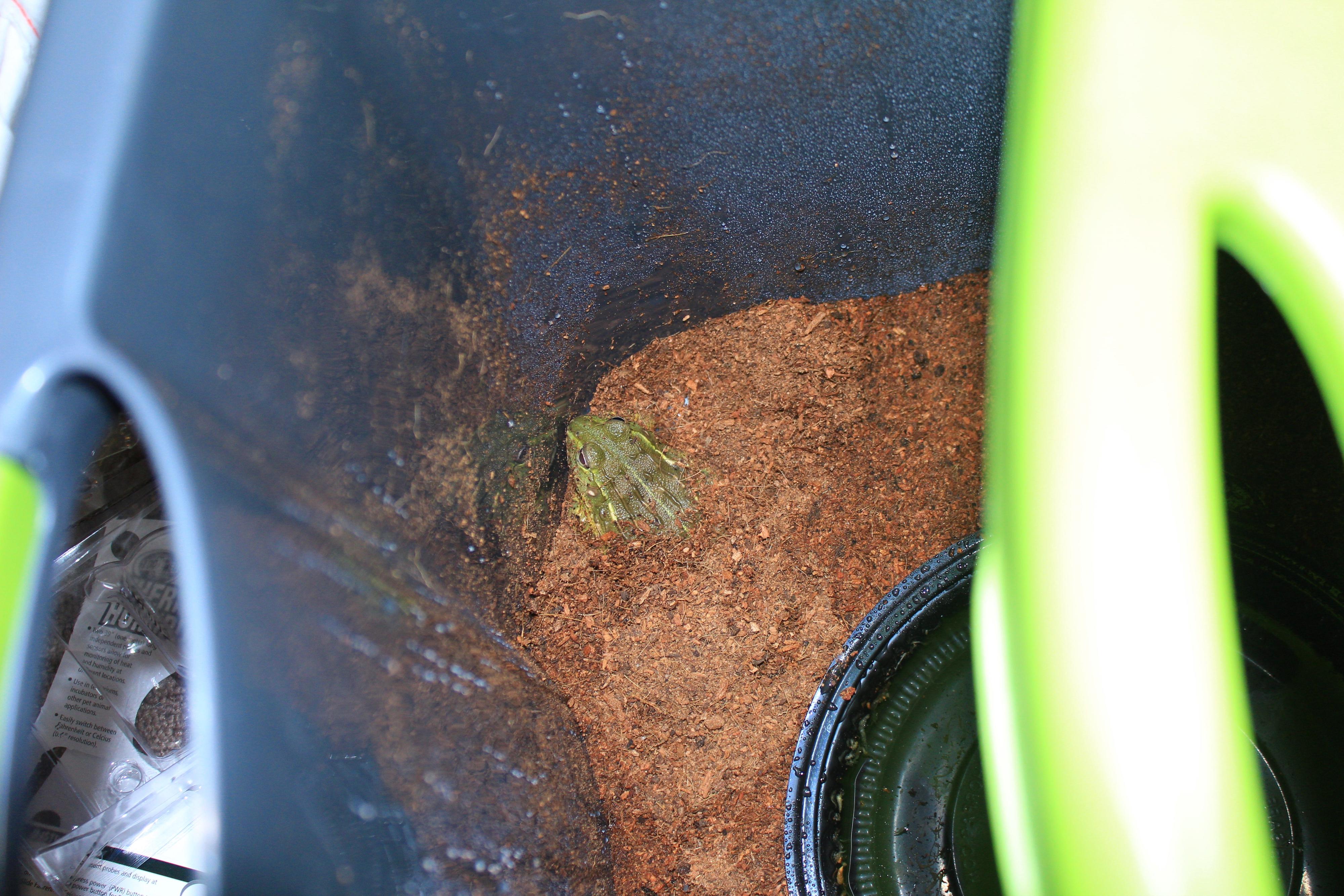 African bullfrog