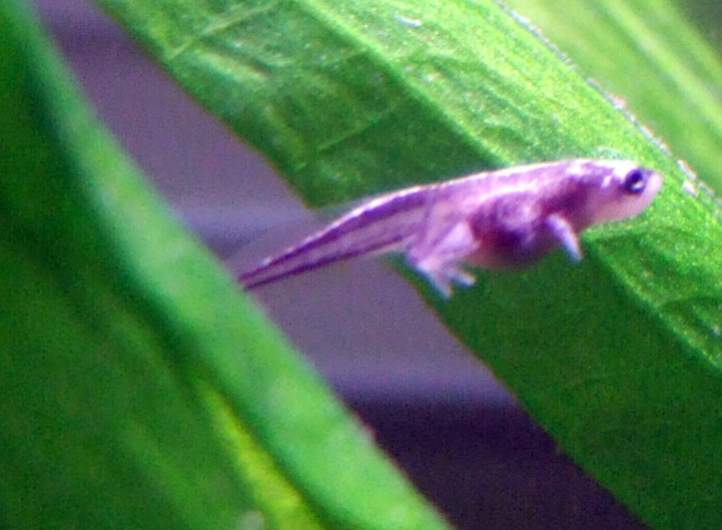 african dwarf frog tadpole