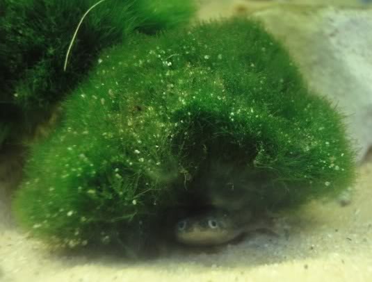African dwarf frog