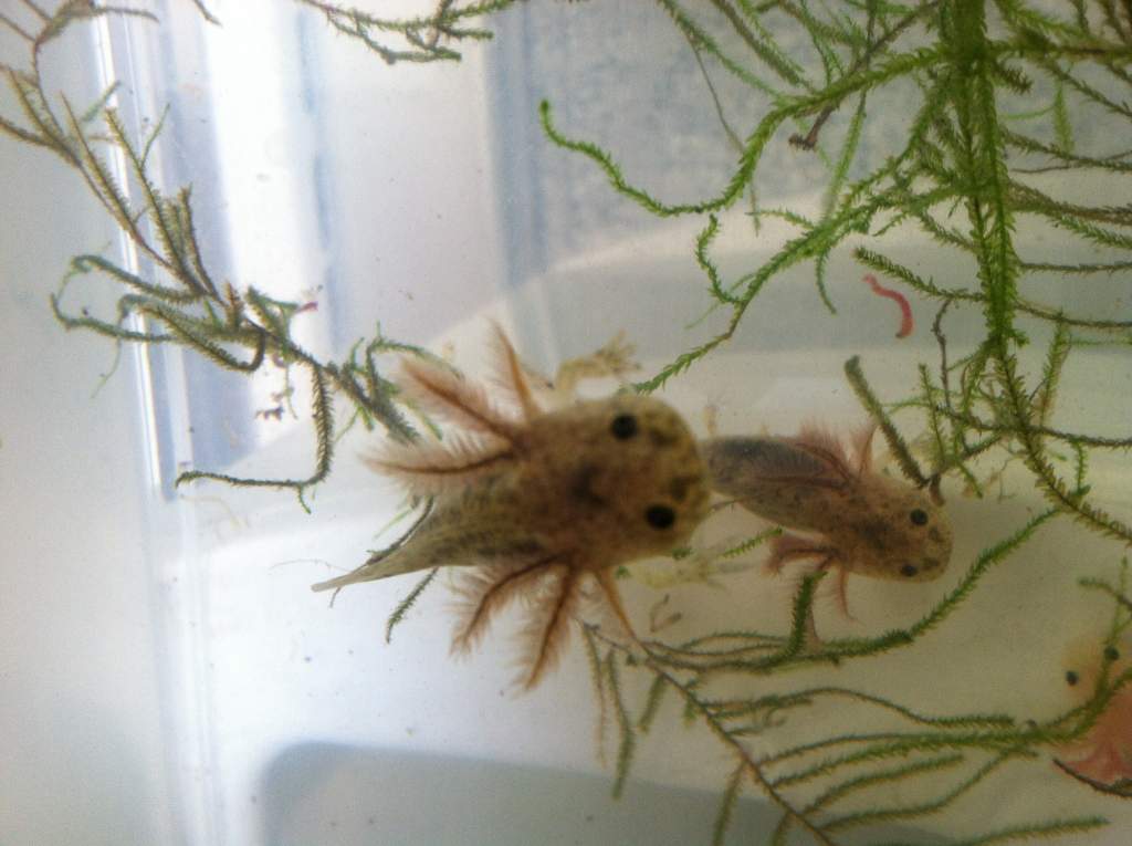 After 2 months they all have back legs and big fluffy gills