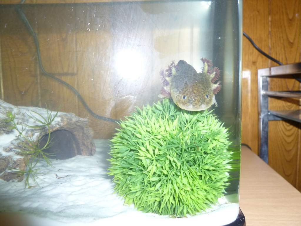 After all that swimming, an axolotl has got to relax.