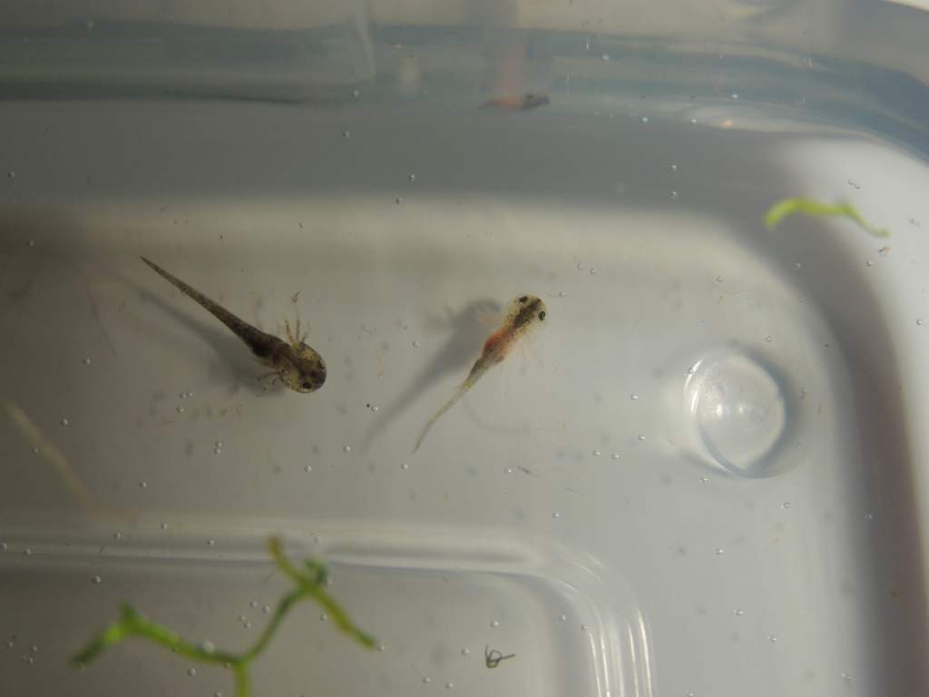 After their first feeding on Day 2 with full orange bellies