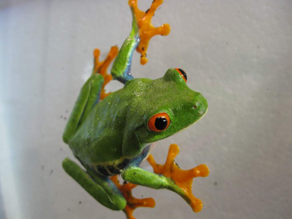 Agalychnis callidryas aka Red-eyed tree frog. This particular variation is found in Nicaragua.