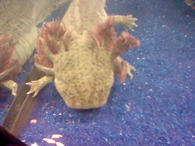 Ahhhh my gills D: