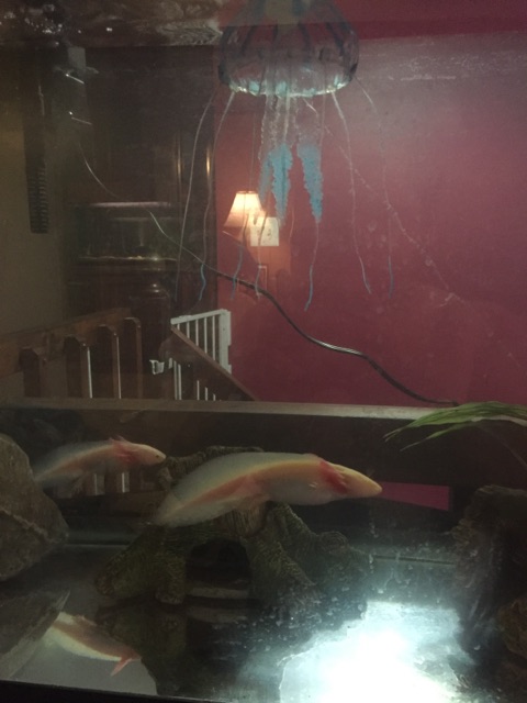 Ain't afraid of no freshwater jellyfish!