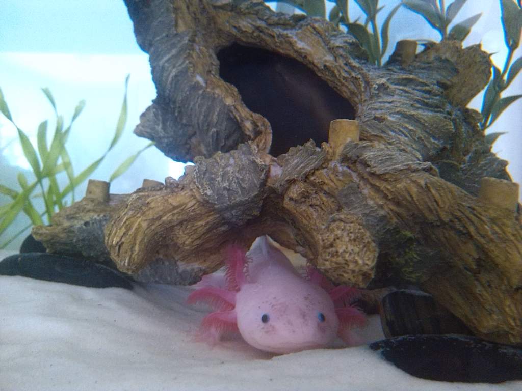 Ajax in his favorite spot! :D