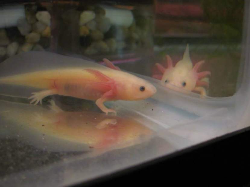Alabaster; 3+in