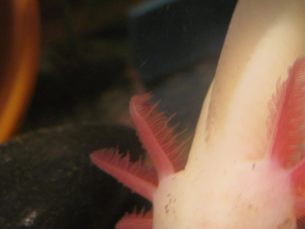 alabasters gills