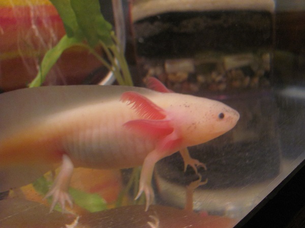 alabasters gills2