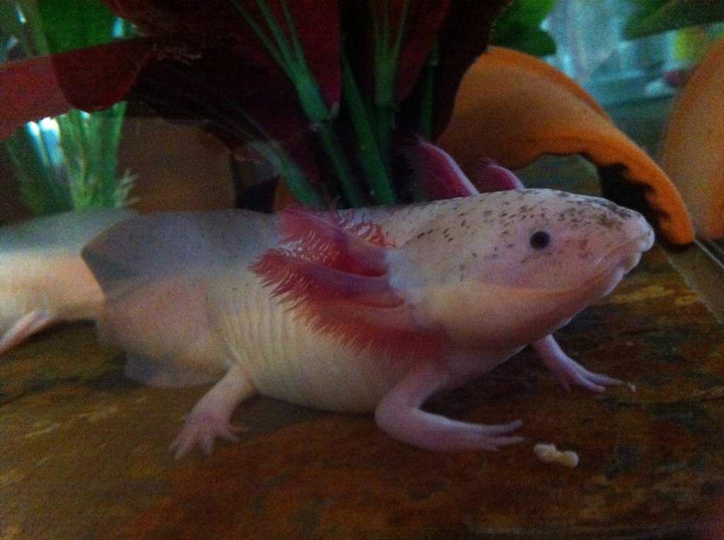 Alan just eaten a worm