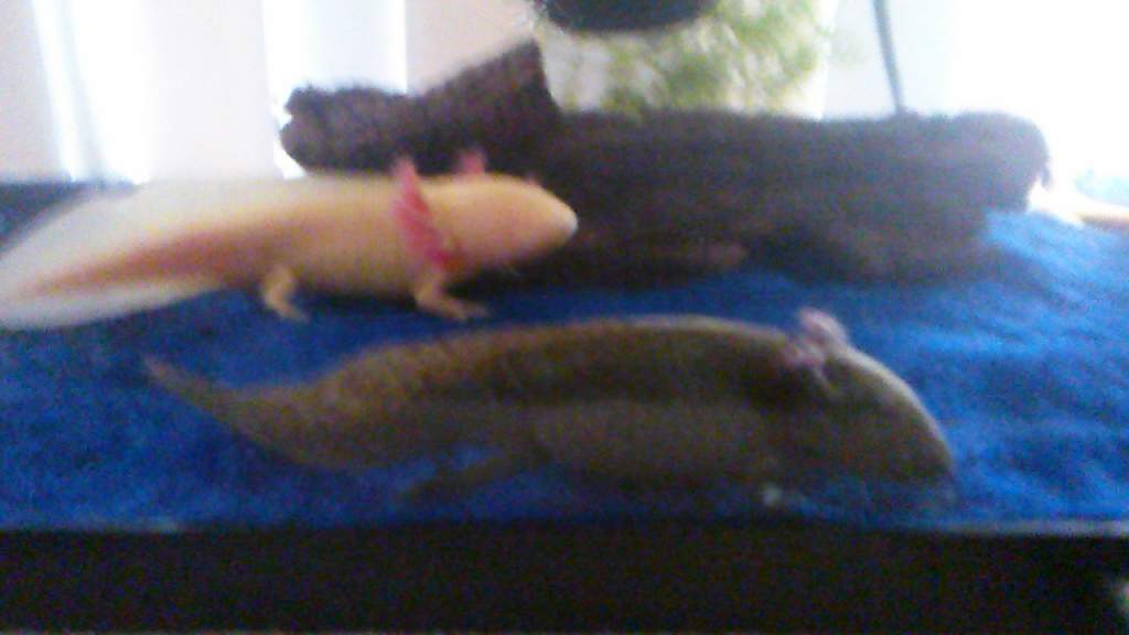 albie and drayla