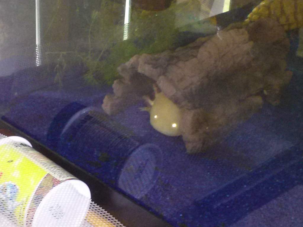 albie likes his hiding spot