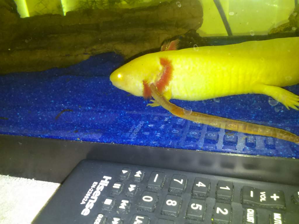 albie tried to eat big earthworm and it came out here gills now i just feed him red wigglers that's a good sizes