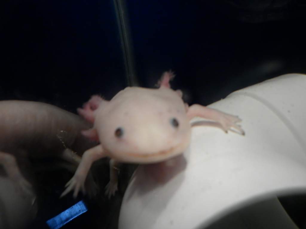 Albino axie