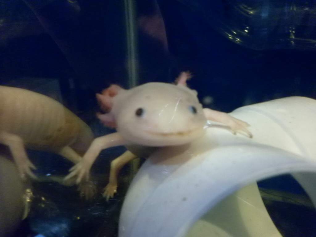Albino Axolotl