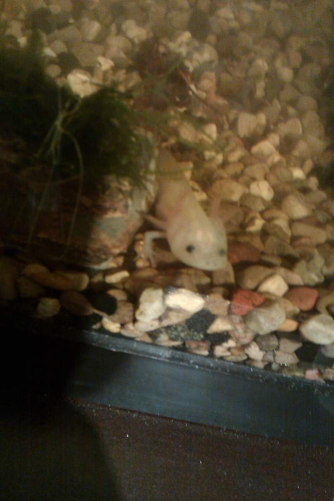 Albino axolotl